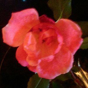 Meet your Posher, Harmony